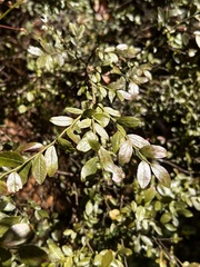 Vaccinium elliottii