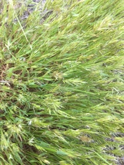 Anthoxanthum aristatum