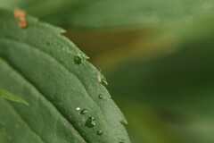 Entomobrya nivalis