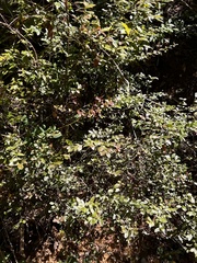 Vaccinium elliottii