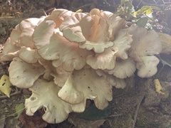 Pleurotus ostreatus