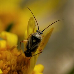 Polymerus