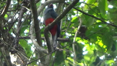 Trogon melanurus