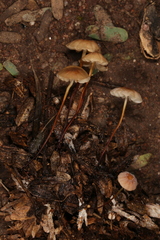 Marasmius