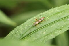 Mesostenus thoracicus