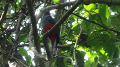 Trogon melanurus