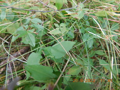 Symphyotrichum undulatum