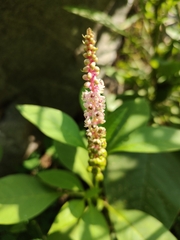 Phytolacca icosandra