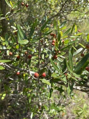 Ilex myrtifolia