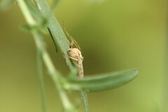 Limnephilus rhombicus