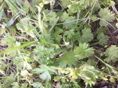 Ranunculus parviflorus