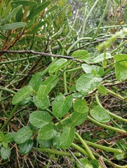 Cynanchum obtusifolium