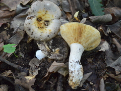 Russula