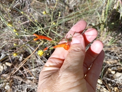 Clinopodium coccineum