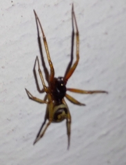 Steatoda nobilis
