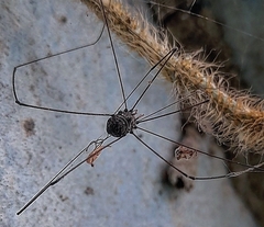 Sclerosomatidae