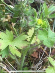 Ranunculus parviflorus