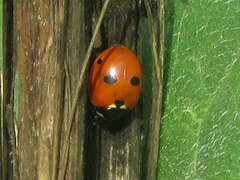 Coccinella quinquepunctata