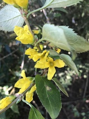 Forsythia viridissima