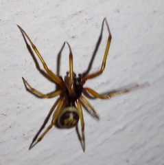 Steatoda nobilis