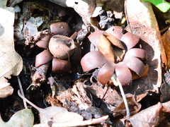 Geastrum