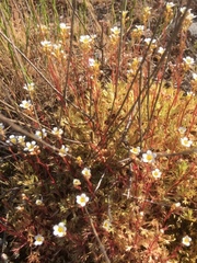 Saxifraga fragosoi