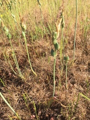 Ornithogalum concinnum