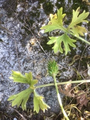 Ranunculus ollissiponensis
