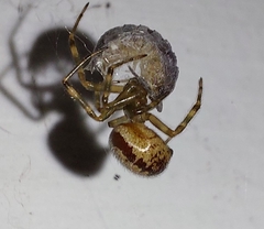 Steatoda nobilis