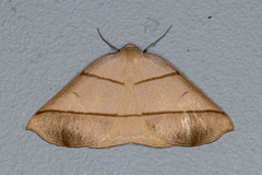 Systatica xanthastis