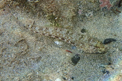 Gobius incognitus