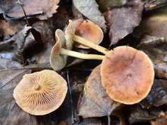 Basidiomycota
