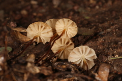 Marasmius
