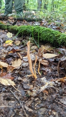 Clavulinopsis appalachiensis