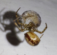 Steatoda nobilis