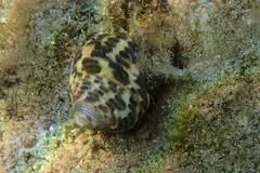 Phorcus turbinatus