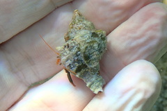 Clibanarius erythropus