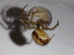 Steatoda nobilis