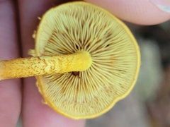 Pholiota granulosa