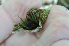 Clibanarius erythropus