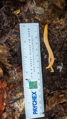 Clavulinopsis appalachiensis