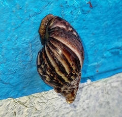 Lissachatina fulica