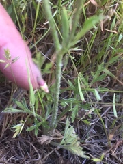 Ranunculus paludosus