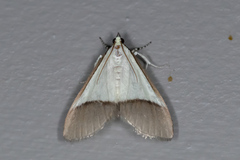 Pseudonoorda hemileuca