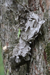 Dolichovespula maculata