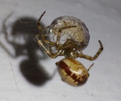Steatoda nobilis