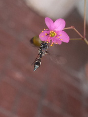 Dioprosopa clavata