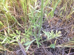 Ranunculus paludosus