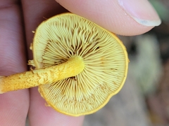 Pholiota granulosa