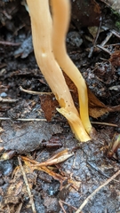 Clavulinopsis appalachiensis